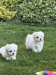 Bichon Maltais americain chiots