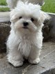 Bichon Maltais americain chiots