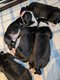 Bearded Collies chiots à vendre