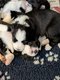 Bearded Collies chiots à vendre