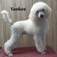 Chiots grand caniche blanc (caniche...