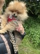 Pomeranian avec pedigree