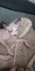 Petit mal sphynx