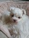 Bichon maltais