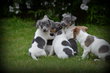 Chiots Jack Russell bleu lilac