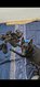 Chiot Berger Malinois - Pédigrée