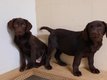 Chiots Labrador Pure race