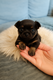A réservée adorable bébé chihuahua