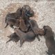 A réservé magnifique chiots malinois pur race