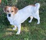 à donner Siska jack russell croisé terrier...