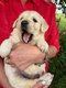 Magnifiques chiots golden retriever