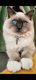 Magnifique  Birman