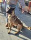 A réservés chiots Malinois