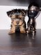 Chiot yorkshire ( pas nain , ni toy )
