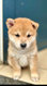 Portée de shiba