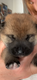 Portée de shiba
