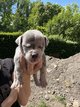 Chiot American Bully