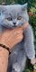 British shorthair et longhair