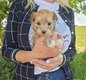 Adorables chiots Bichon Havanais