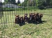 Chiots amstaff