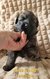 Magnifique BB Berger long poils dos droit