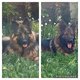 Superbe bb Berger allemand poils long dos droit