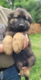Superbe bb Berger allemand poils long dos droit
