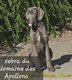 Jeune dogue allemand