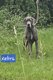 Jeune dogue allemand