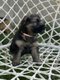 Chiots Berger Allemand Poils Longs