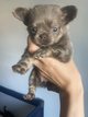 Magnifique femelle chihuahua lavande d