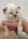 Bébés sacrés de Birmanie à réserver