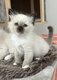 Bébés sacrés de Birmanie à réserver