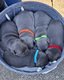 4 magnifiques Bouledogue français bleus