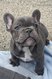 4 magnifiques Bouledogue français bleus