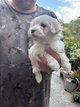 Bichon maltais de petite taille