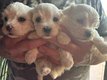 Bichon maltais de petite taille