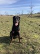 Chiot beauceron à reserver