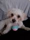 Saillie Bichon Maltais mâle 1 an