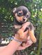 Chiot chihuahua mâle