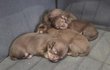 Chiots chihuahua chocolat