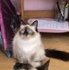 Magnifique femelle Sacré de Birmanie adulte