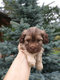 Magnifiques chiots Bichon Havanais