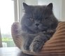 British longhair disponible