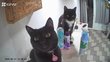 Chats à donner ensemble