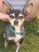 Chihuahua à donner, [cherche] nouveau foyer...