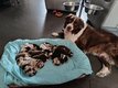 A réserver : adorables chiots Bergers Australiens