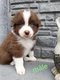 Magnifiques chiots Bergers Australiens élevés...