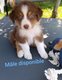 Chiots Bergers Australiens élevés en famille