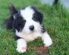 Chiots Bergers Australiens élevés en famille